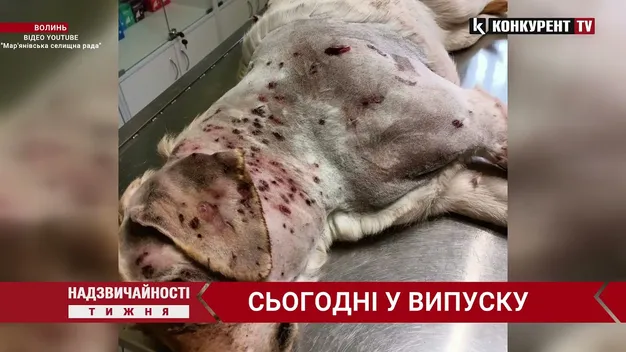 Надзвичайності тижня: викинулась з вікна; собаку розстріляли дробовиком; згорів ексдиректор гімназії (відео)