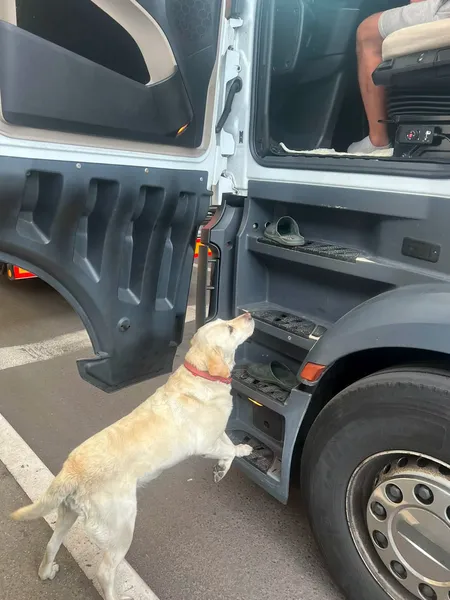 На Волині прикордонні собаки винюхали наркотики у поляка та українця