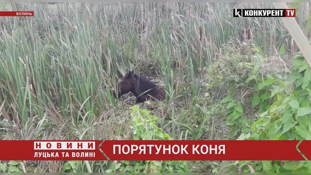 Три дні у водоймі: на Волині з каналу витягли коня (фото, відео)