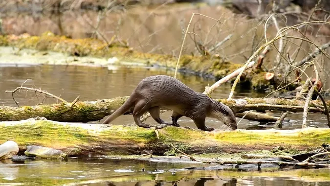 Видра річкова