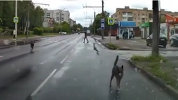 Безпритульні собаки погризли автівку лучанина (фото, відео)