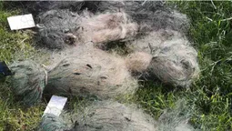 За тиждень з водойм Волині дістали десятки рибальських сіток (фото)