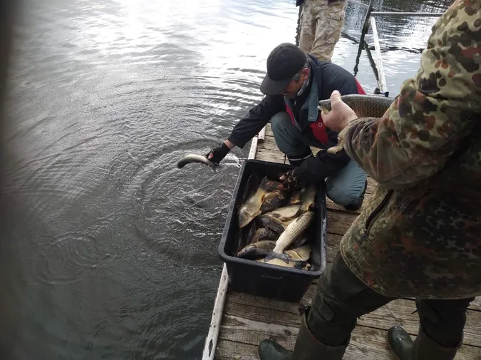 У Павлівське озеро запустили 990 кілограмів коропа та 110 кілограмів білого амура (фото)