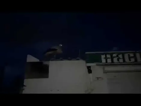 Вдень навчається у ВНУ, вночі підпрацьовує сторожем: на луцькому ринку ночує лелека (відео)