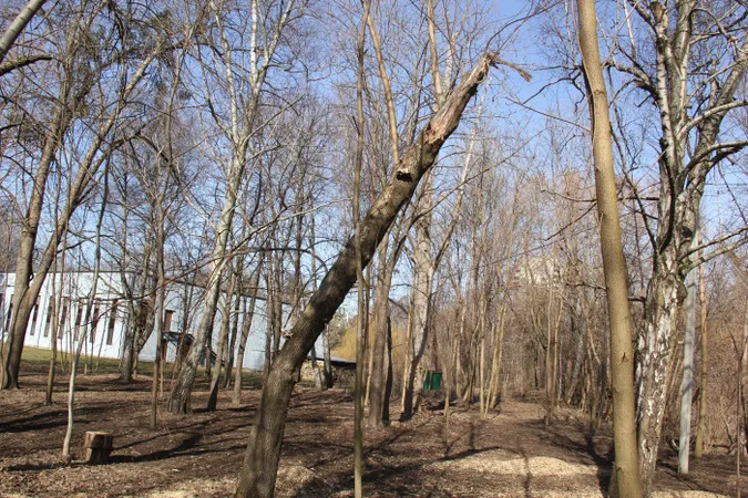 У центральному парку Луцька вирізатимуть дерева: що там коїться (фото)
