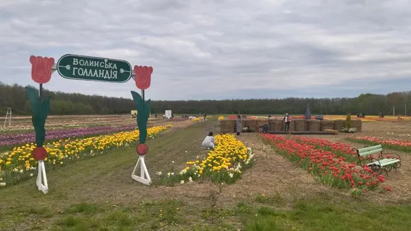 Під Луцьком стартував фестиваль тюльпанів «Волинська Голландія» (фото, відео)