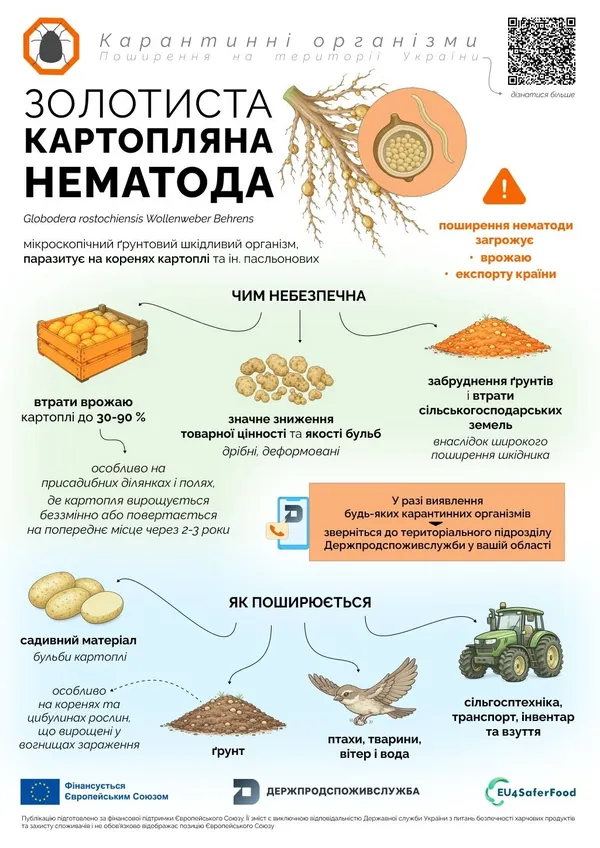 Може знищити до 90% врожаю: на Волині попереджають про шкідника, який живе у ґрунті до 20 років