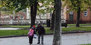 У Нововолинську містяни збирають каштани, які можна здати на переробку (фото)