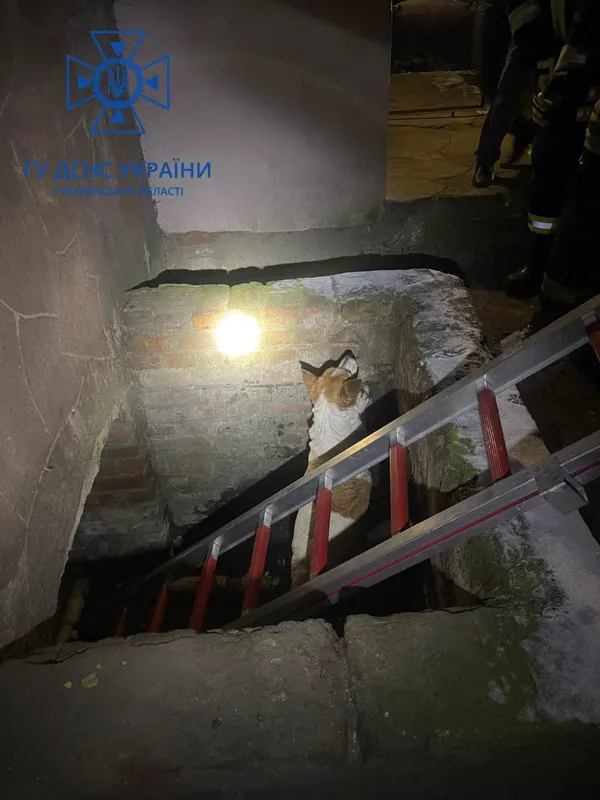 Ковельські рятувальники врятували собаку, який застряг у підвалі (фото)