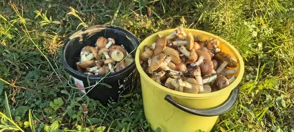 «Сидів, вибирав в траві»: де під Луцьком «встелено» грибами (фото)