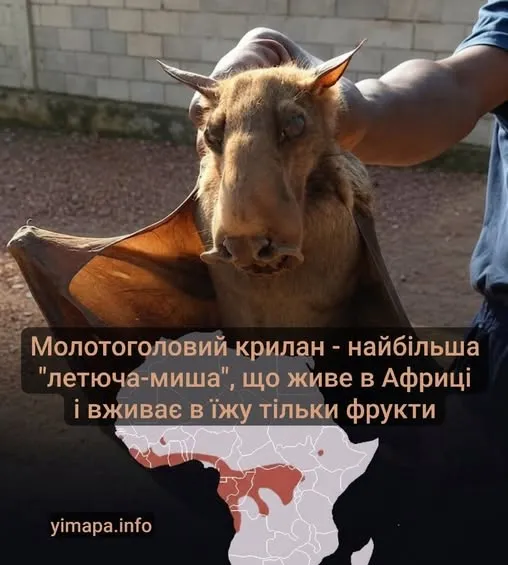 Із мордою лося та крилами: показали одну із найдивніших тварин (фото)