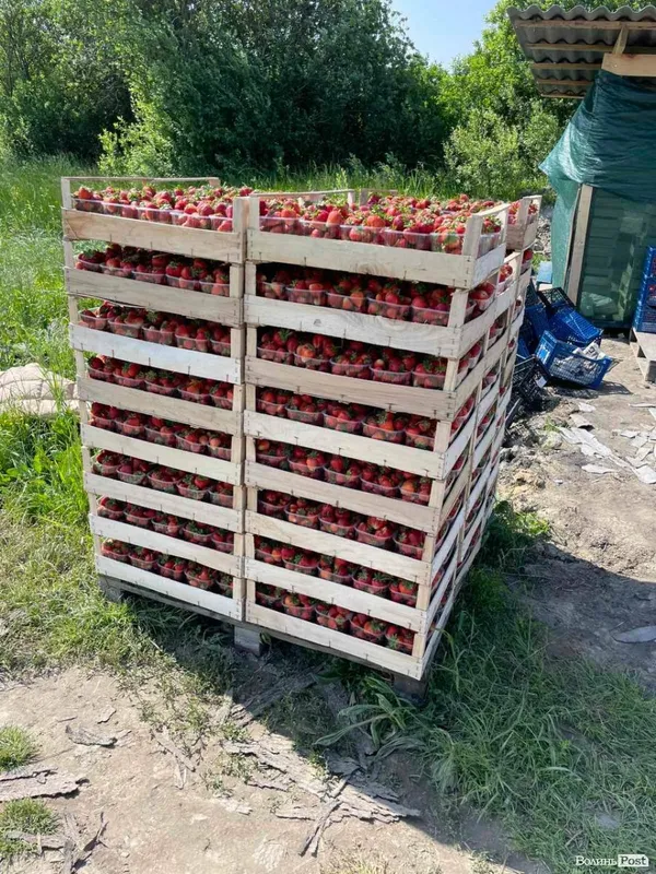 Скільки платять на полуницях у ягідній столиці Волині