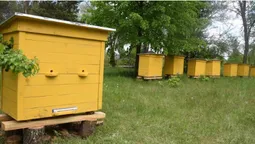Як на Волині виготовляють екологічний мед (фото)