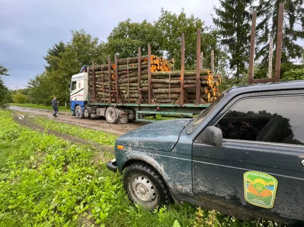У лісі на Турійщині виявили масштабну незаконну порубку (фото, відео)