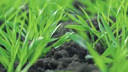 Волинь – друга в Україні за площею посівів озимих культур