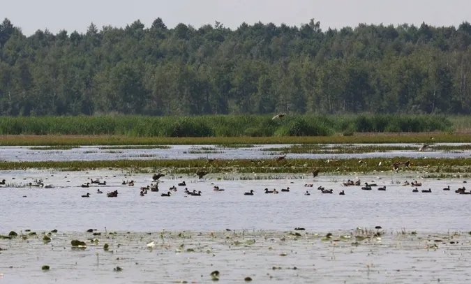 Волинські водойми значно обміліли: чи вплинуло це на кількість водоплавних птахів