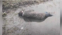 Загадкова смерть на Волині: після застілля подружжя знайшли мертвим у рові (відео)