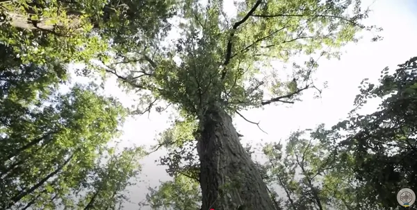 На Волині є магічне дерево, яке допомагає вийти заміж: локація (фото, відео)
