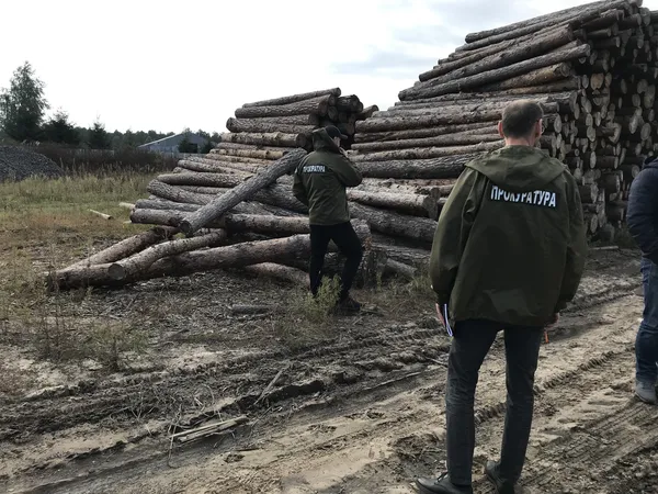 Сім обшуків – понад 700 кубів лісу: на Волині знайшли сумнівну деревину (фото, відео)