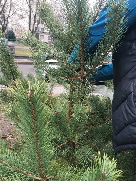 У Луцьку виявили порушення на ялинковому ринку (фото)