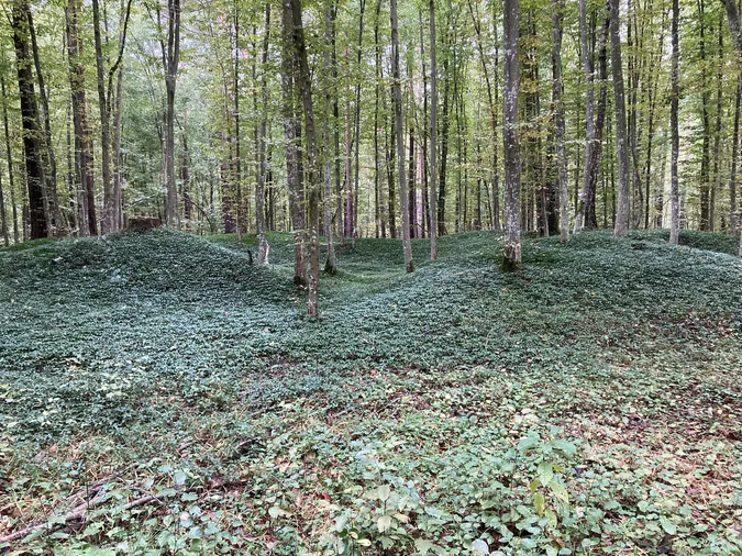 Волога, осінь, барви: де серед лісу на Волині розквітнув «грибний сад» (фото)