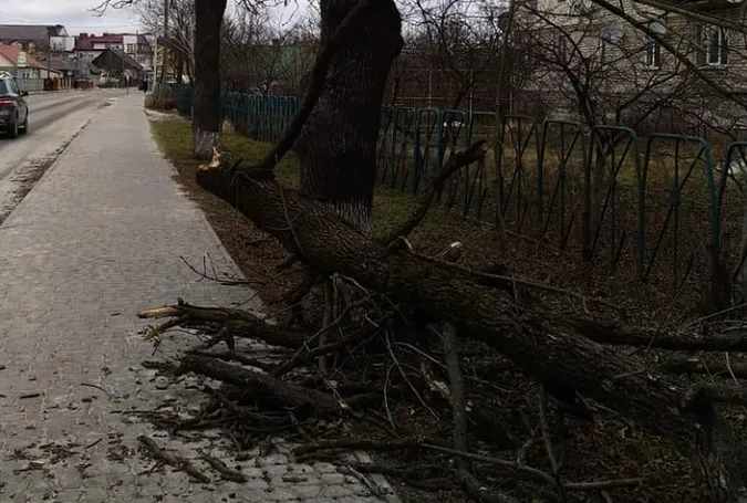 Довелося зашивати: на Волині дерево впало на дідуся з онукою (фото)