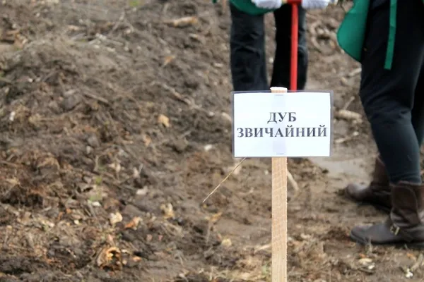 Як Володимир Гунчик сосонки садив (фото, відео)