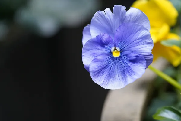 Блакитна фіалка / Фото Unsplash, Anya Chernik