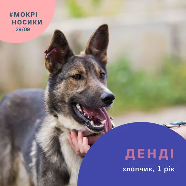 Безпритульні собаки у всій красі: показали учасників фестивалю «Мокрі носики» (фото)