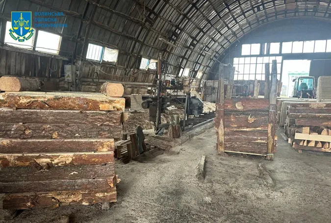 Знищили понад 1100 дерев: на Волині викрили організовану групу крадіїв лісу (фото)