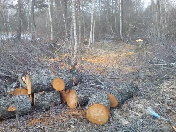 На кордоні з Білоруссю затримали лісорубів