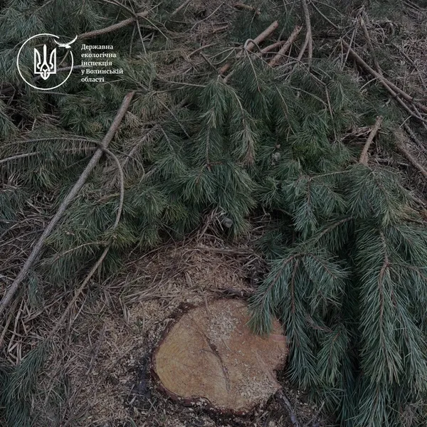 На Волині виявили масштабну вирубку лісу: збитки сягають понад 20 млн грн (фото)