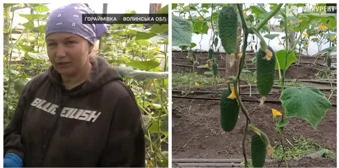 Із 5 тисяч насінин – перший врожай: родина на Волині 20 років вирощує огірки (фото, відео)