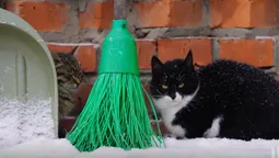 🐈Пухнасті муркотики з волинської бригади попозували для мімішних фото
