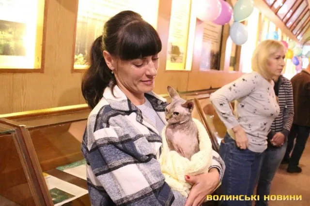 Мейн-куни, сфінкси, бенгали: у Луцьку відбулася Національна виставка кішок (фото)