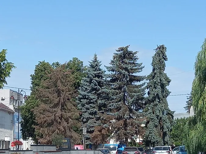У центрі Луцька зріжуть стару ялинку, яка висохла (фото)