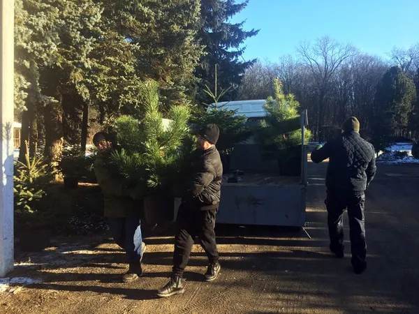 Реалізація новорічних дерев у горщиках на Волині