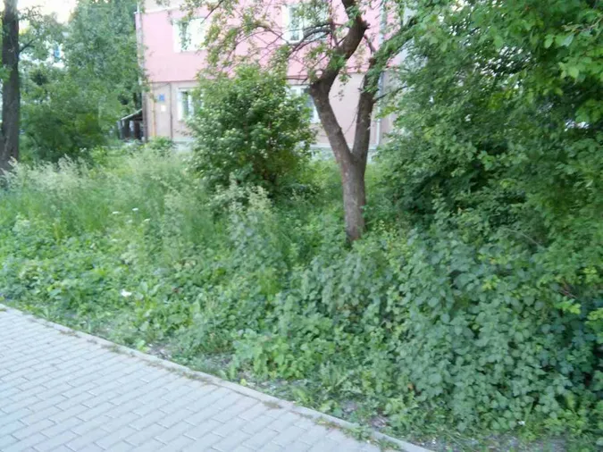 Муніципали перевірили, як косять траву у Луцьку (фото)
