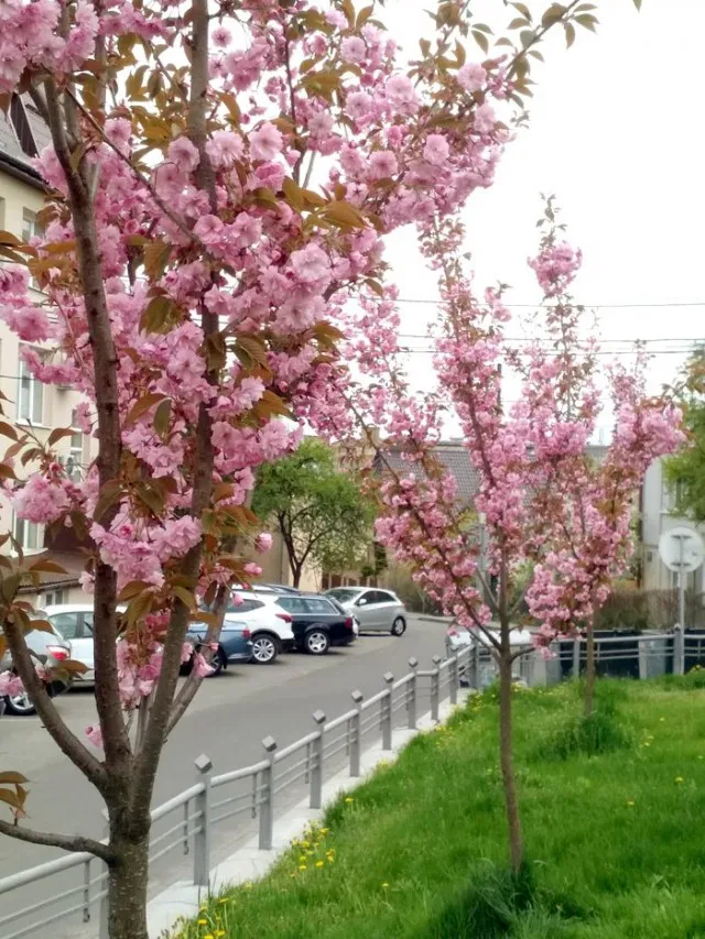 Сакури на П'ятницькій Гірці
