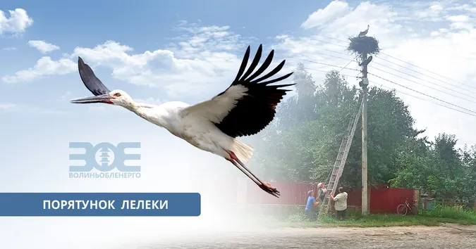 Спецоперація: як волинські енергетики визволяли лелеку