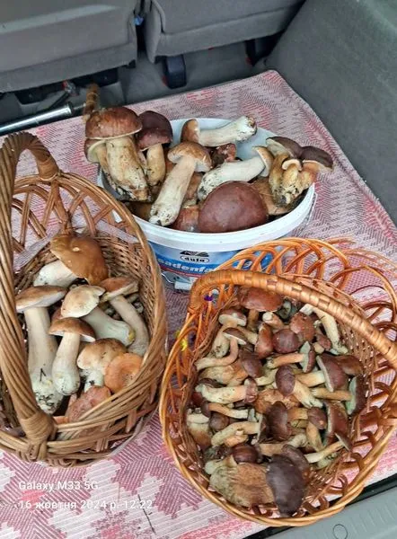 Попри заморозки, в Луцькому районі досі збирають білі і польські гриби (фото)