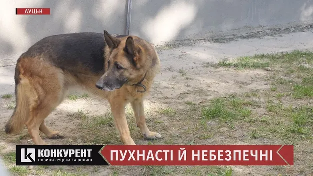 У Луцьку пес напав на чоловіка з дитиною: як вберегтися від агресивних собак (відео)
