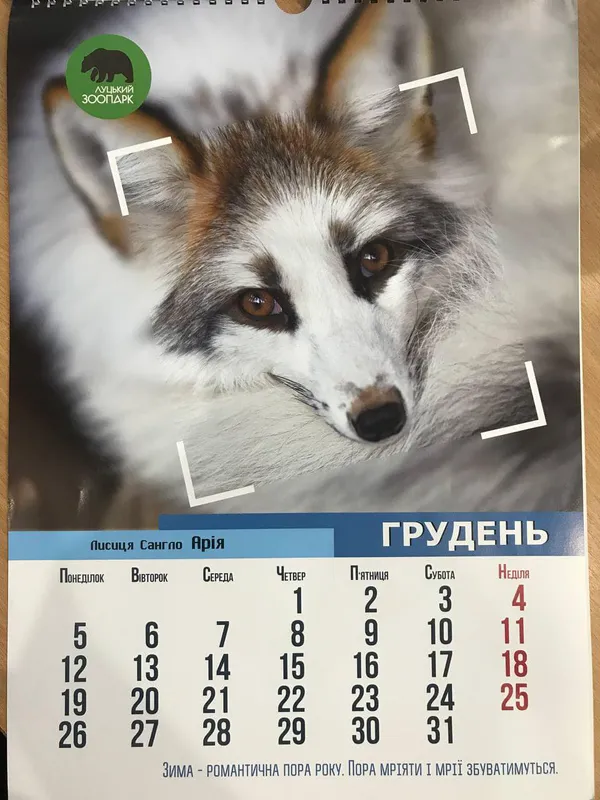 Рік тигра: «Луцький зоопарк» випустив календар на 2022 рік (фото)
