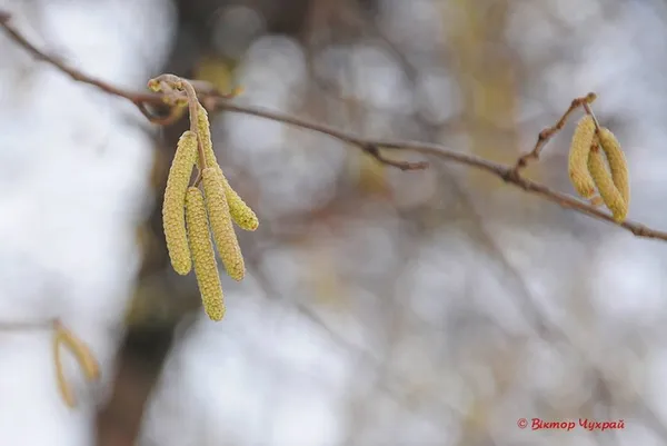 Луцький фотохудожник поділився вранішніми світлинами міста