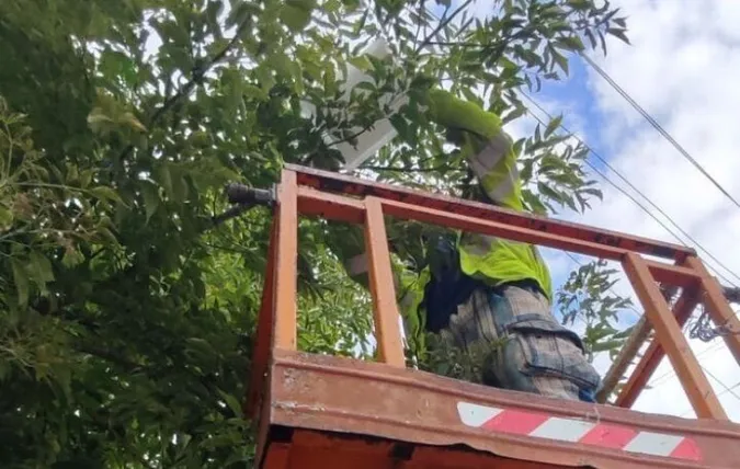 Наче сніг влітку: ковельчани продовжують боротьбу з нашестям білого метелика
