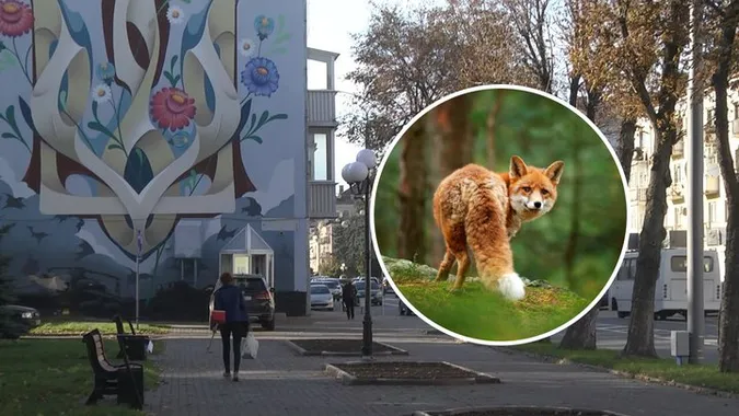 Дикі лисиці у центрі Луцька: чи є небезпека для містян (фото, відео)