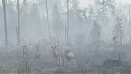 Зумисний підпал: на Волині в лісовій пожежі постраждали звірі (фото)